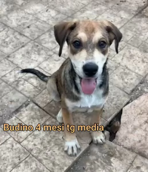 ADOZIONI CUCCIOLI NON LASCIATELI SOLI | Foto 4