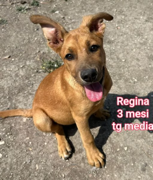 ADOZIONI CUCCIOLI NON LASCIATELI SOLI | Foto 4