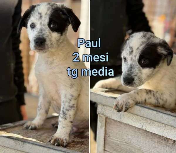 ADOZIONI CUCCIOLI NON LASCIATELI SOLI | Foto 4