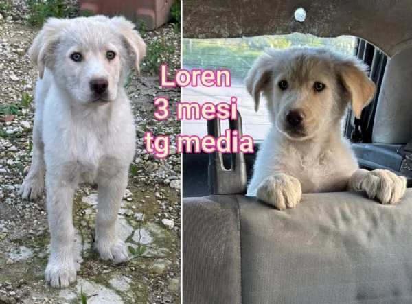 ADOZIONI CUCCIOLI NON LASCIATELI SOLI