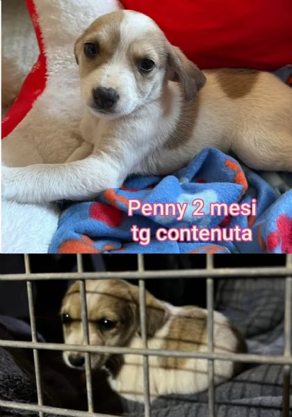 ADOZIONI CUCCIOLI NON LASCIATELI SOLI | Foto 4