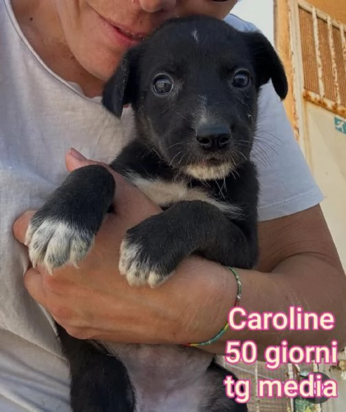 ADOZIONI CUCCIOLI NON LASCIATELI SOLI | Foto 5