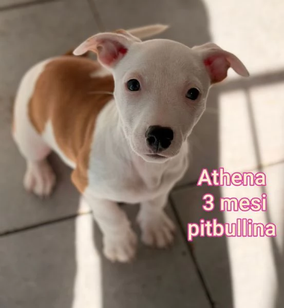 ADOZIONI CUCCIOLI NON LASCIATELI SOLI | Foto 4