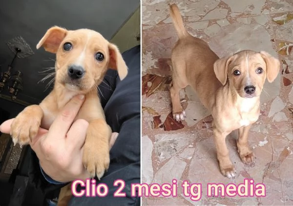 ADOZIONI CUCCIOLI NON LASCIATELI SOLI | Foto 4