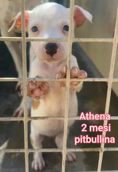ADOZIONI CUCCIOLI NON LASCIATELI SOLI | Foto 4