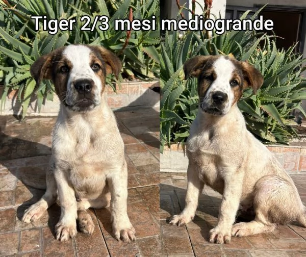 ADOZIONI CUCCIOLI NON LASCIATELI SOLI | Foto 4