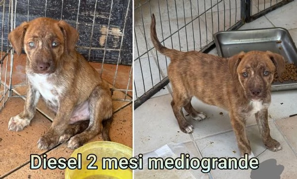 ADOZIONI CUCCIOLI NON LASCIATELI SOLI | Foto 3