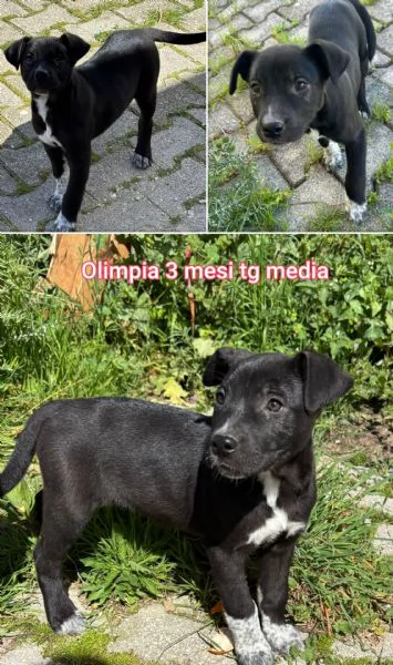 ADOZIONI CUCCIOLI NON LASCIATELI SOLI | Foto 1