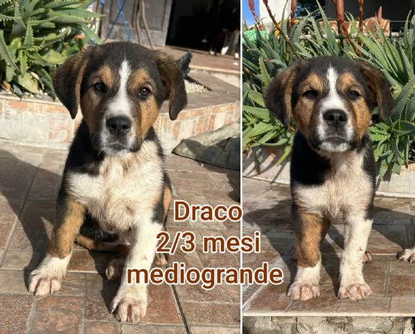 ADOZIONI CUCCIOLI NON LASCIATELI SOLI | Foto 3