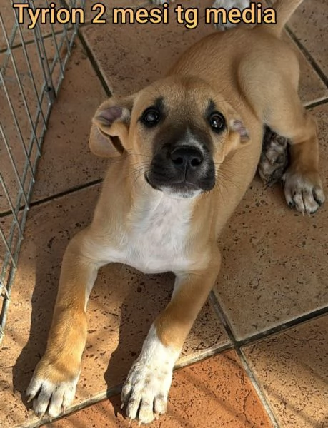 ADOZIONI CUCCIOLI NON LASCIATELI SOLI | Foto 3