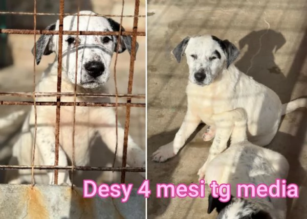 ADOZIONI CUCCIOLI NON LASCIATELI SOLI | Foto 2