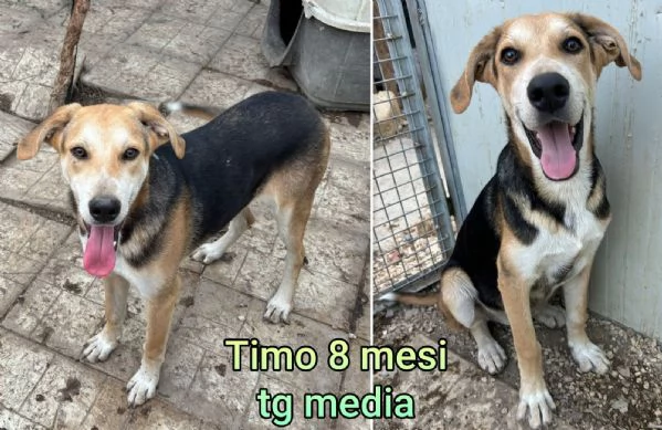 ADOZIONI CUCCIOLI NON LASCIATELI SOLI | Foto 4