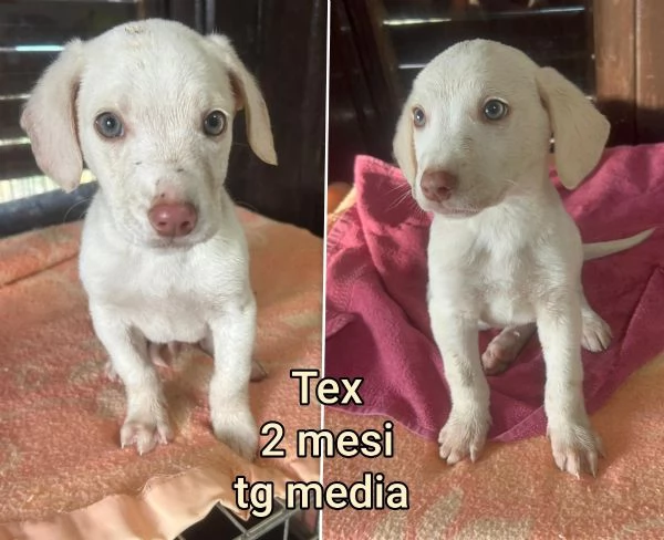 ADOZIONI CUCCIOLI NON LASCIATELI SOLI