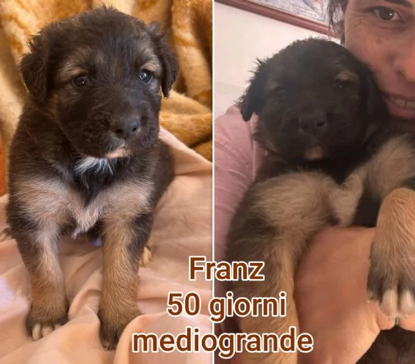 ADOZIONI CUCCIOLI NON LASCIATELI SOLI