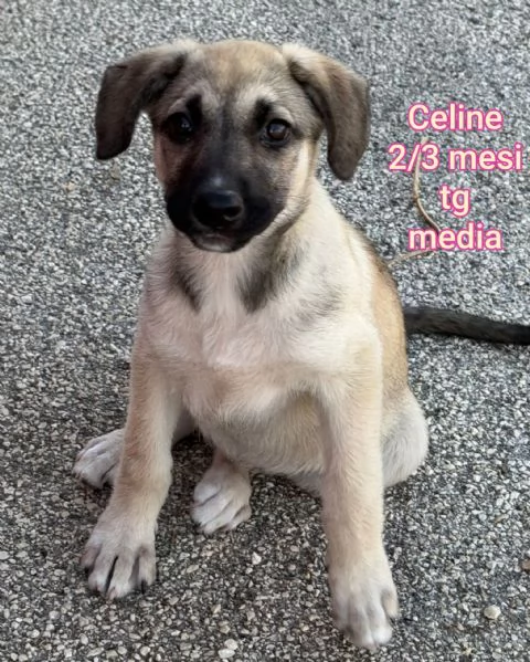 ADOZIONI CUCCIOLI NON LASCIATELI SOLI | Foto 1