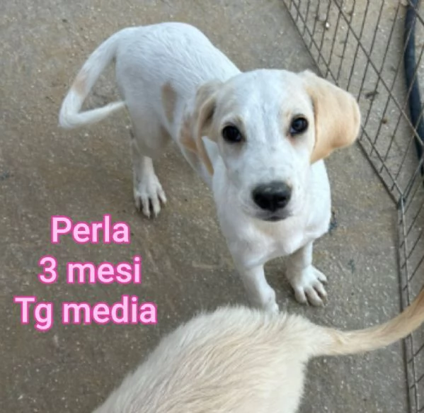 ADOZIONI CUCCIOLI NON LASCIATELI SOLI | Foto 3