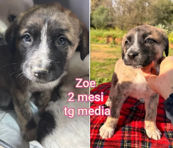 ADOZIONI CUCCIOLI NON LASCIATELI SOLI | Foto 1