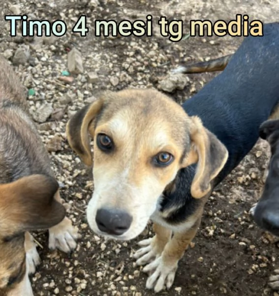 ADOZIONI CUCCIOLI NON LASCIATELI SOLI | Foto 2