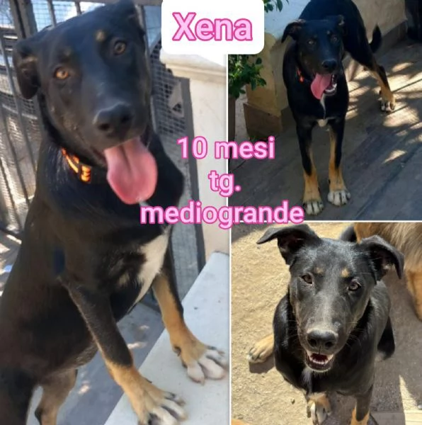 ADOZIONI CUCCIOLI NON LASCIATELI SOLI | Foto 2