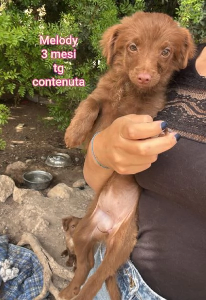 ADOZIONI CUCCIOLI NON LASCIATELI SOLI | Foto 1