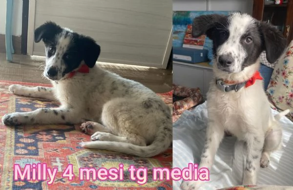 ADOZIONI CUCCIOLI NON LASCIATELI SOLI | Foto 2