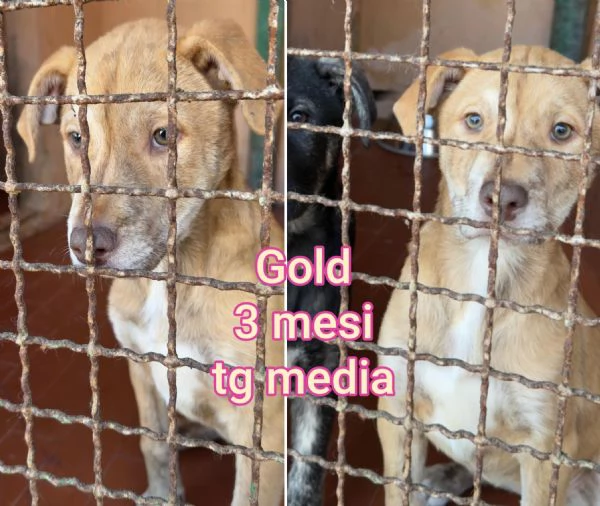 ADOZIONI CUCCIOLI NON LASCIATELI SOLI | Foto 2