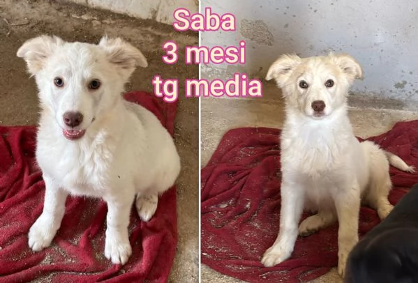 ADOZIONI CUCCIOLI NON LASCIATELI SOLI | Foto 3