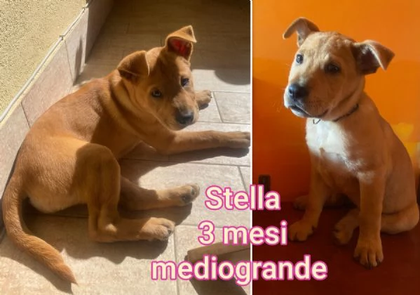 ADOZIONI CUCCIOLI NON LASCIATELI SOLI | Foto 0