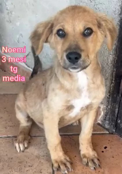 ADOZIONI CUCCIOLI NON LASCIATELI SOLI | Foto 3