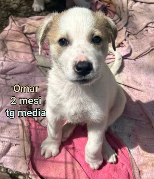 ADOZIONI CUCCIOLI NON LASCIATELI SOLI | Foto 0