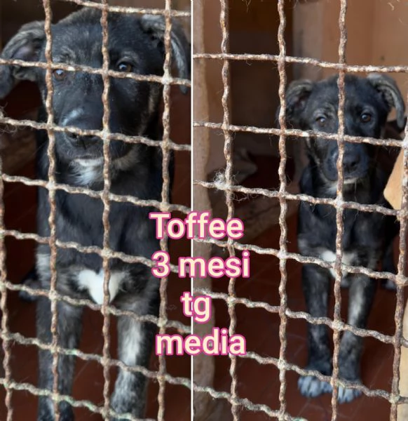 ADOZIONI CUCCIOLI NON LASCIATELI SOLI | Foto 1