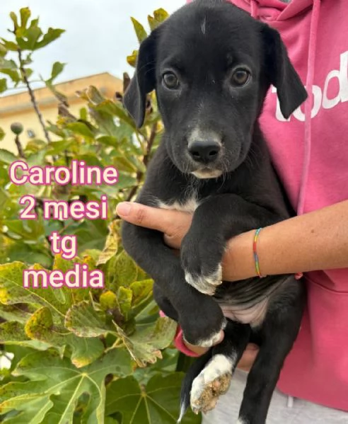 ADOZIONI CUCCIOLI NON LASCIATELI SOLI
