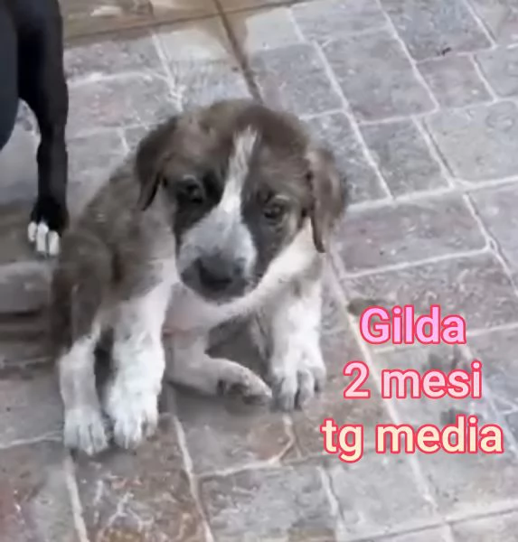ADOZIONI CUCCIOLI NON LASCIATELI SOLI | Foto 3