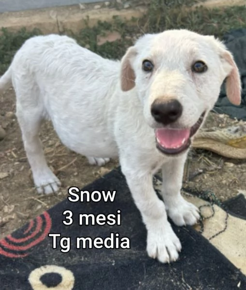 ADOZIONI CUCCIOLI NON LASCIATELI SOLI