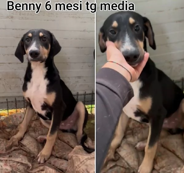 ADOZIONI CUCCIOLI NON LASCIATELI SOLI | Foto 1