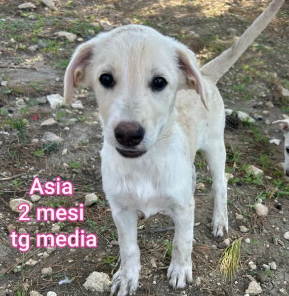 ADOZIONI CUCCIOLI NON LASCIATELI SOLI | Foto 2