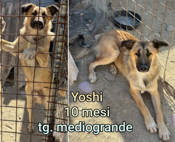 ADOZIONI CUCCIOLI NON LASCIATELI SOLI | Foto 0