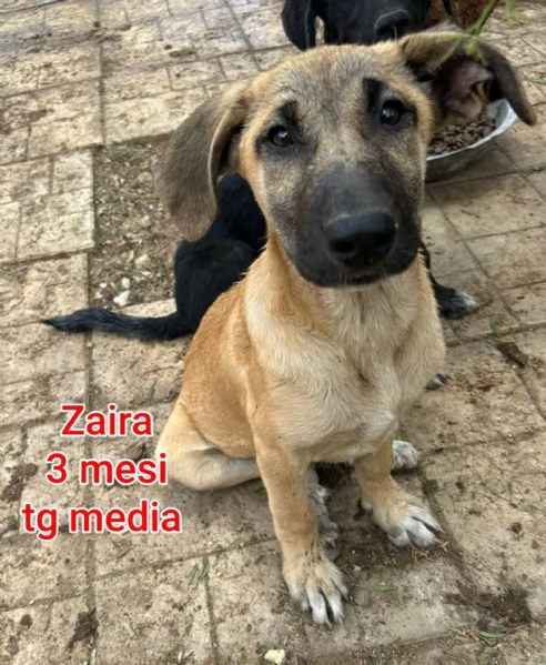 ADOZIONI CUCCIOLI NON LASCIATELI SOLI | Foto 2