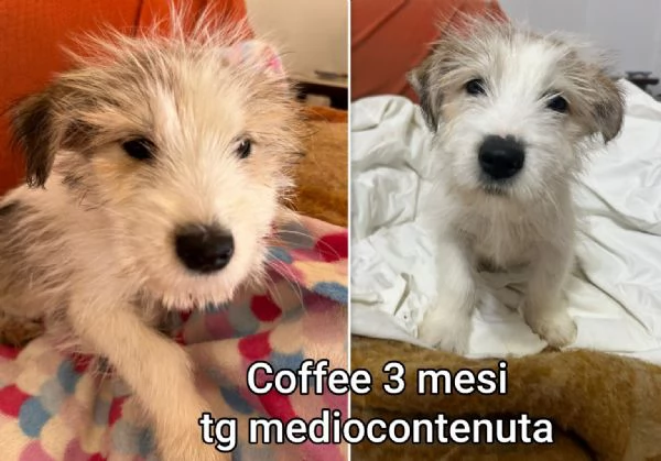 ADOZIONI CUCCIOLI NON LASCIATELI SOLI