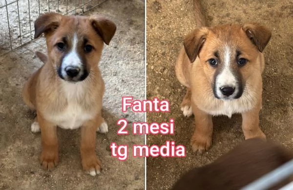 ADOZIONI CUCCIOLI NON LASCIATELI SOLI | Foto 1