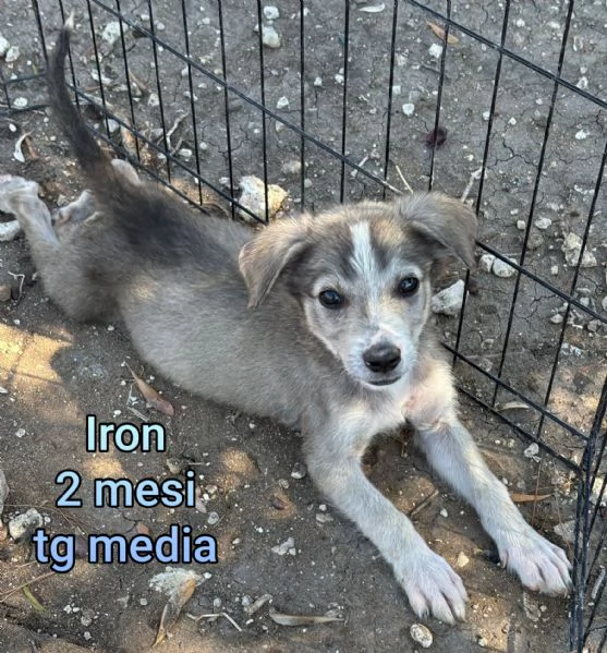 ADOZIONI CUCCIOLI NON LASCIATELI SOLI | Foto 1