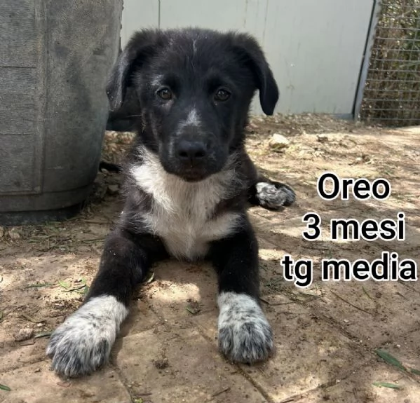 ADOZIONI CUCCIOLI NON LASCIATELI SOLI | Foto 0