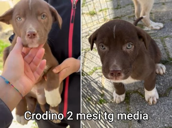 ADOZIONI CUCCIOLI NON LASCIATELI SOLI | Foto 0