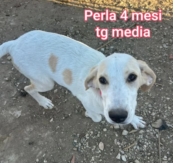 ADOZIONI CUCCIOLI NON LASCIATELI SOLI | Foto 0