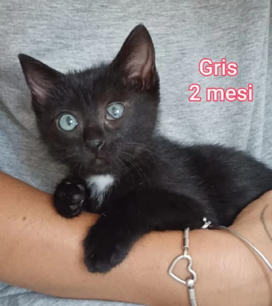 Salvate un gattino NON IGNORATELI