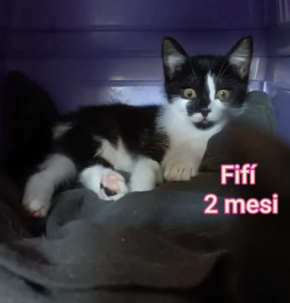 Salvate un gattino NON IGNORATELI | Foto 6