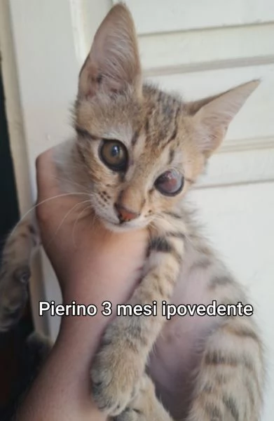 Salvate un gattino NON IGNORATELI | Foto 6