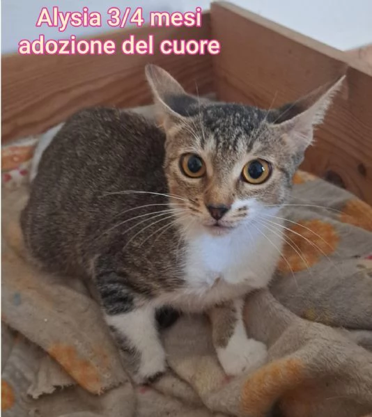 Salvate un gattino NON IGNORATELI | Foto 5