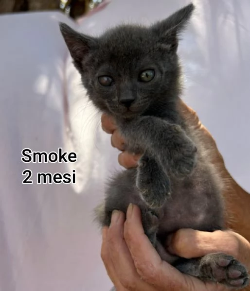 Salvate un gattino NON IGNORATELI | Foto 4