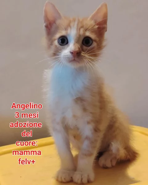 Salvate un gattino NON IGNORATELI | Foto 6